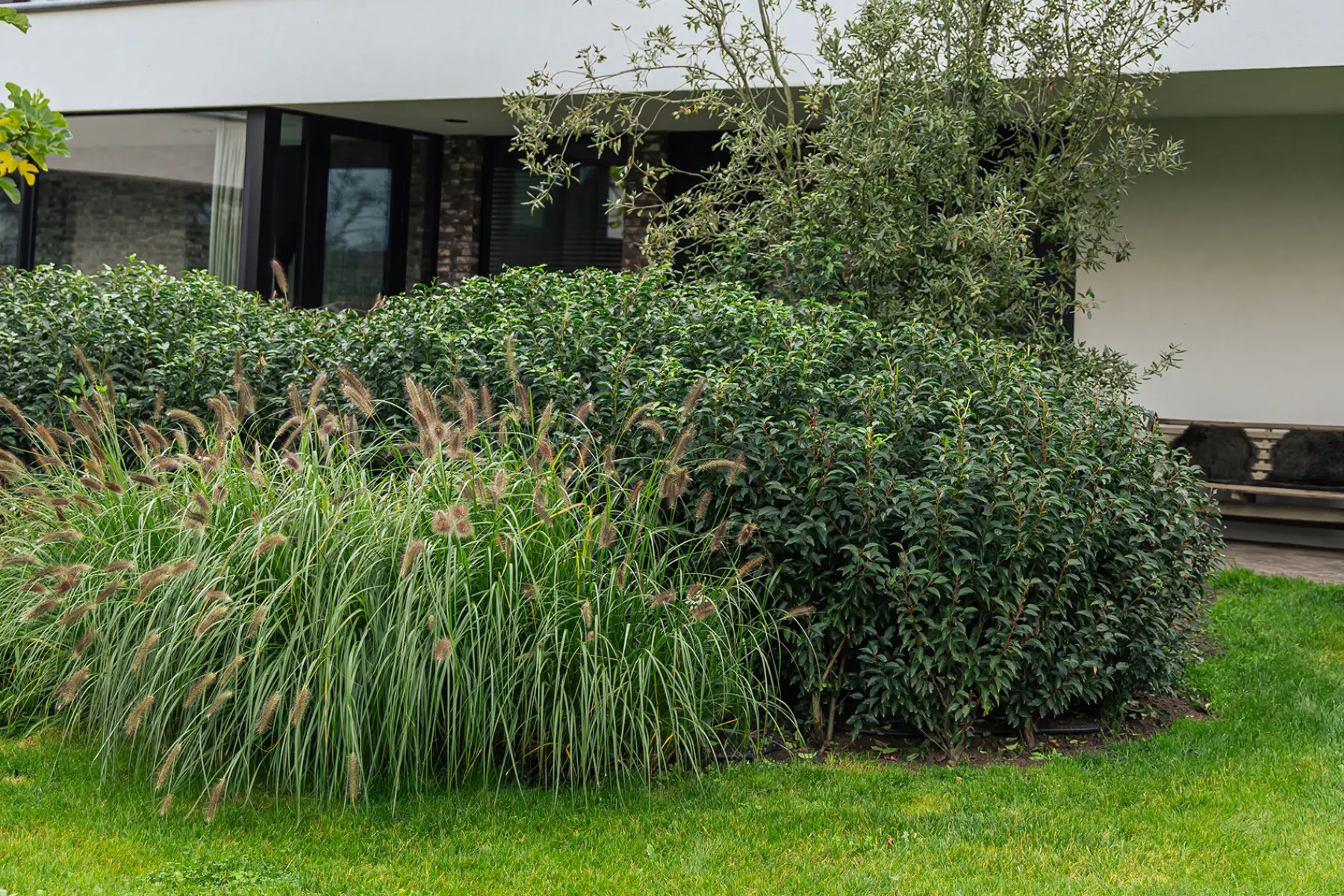 Groene tuin met zwembad