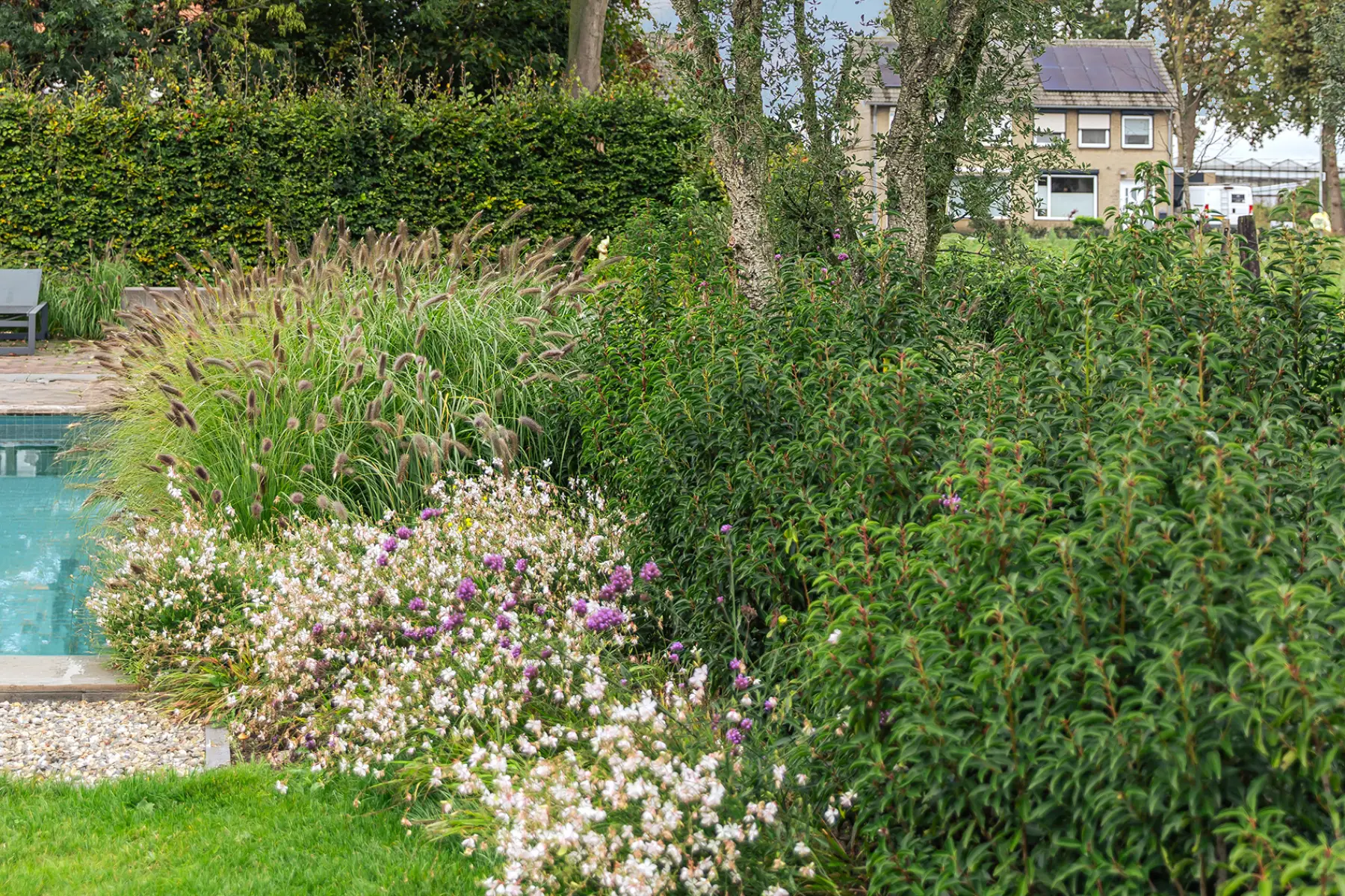 Groene tuin met zwembad
