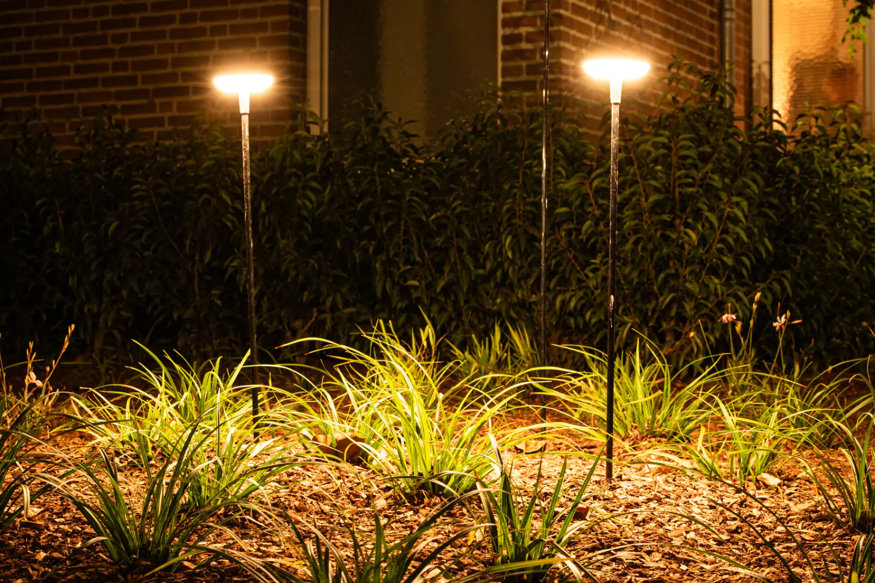 Moderne tuin met organische lijnen